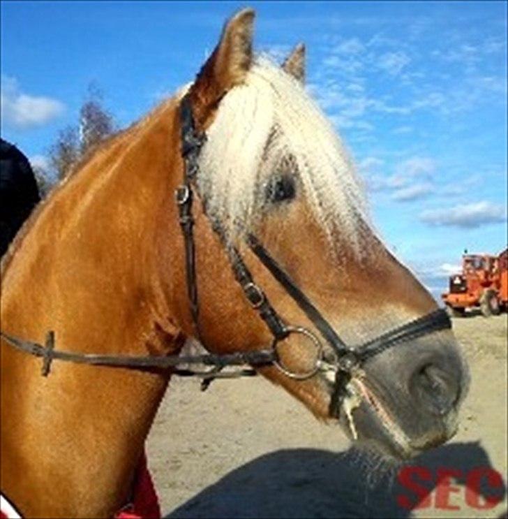 Til Sara Haupt - FOTO: Sarah Christiansen billede 80