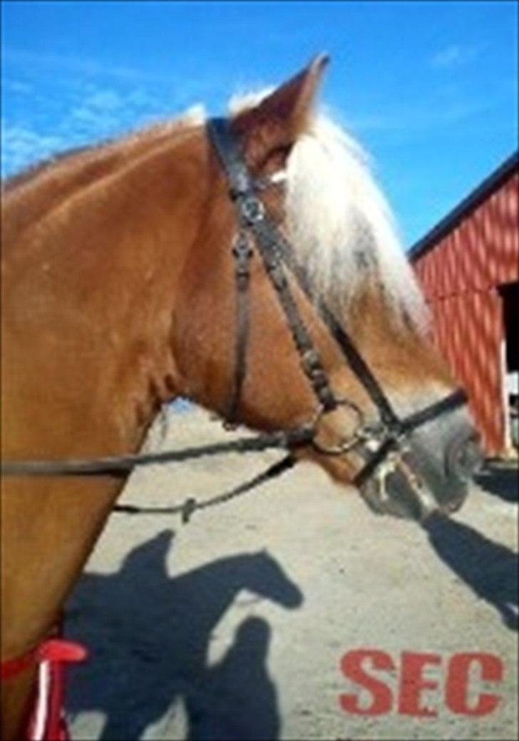 Til Sara Haupt - FOTO: Sarah Christiansen billede 81