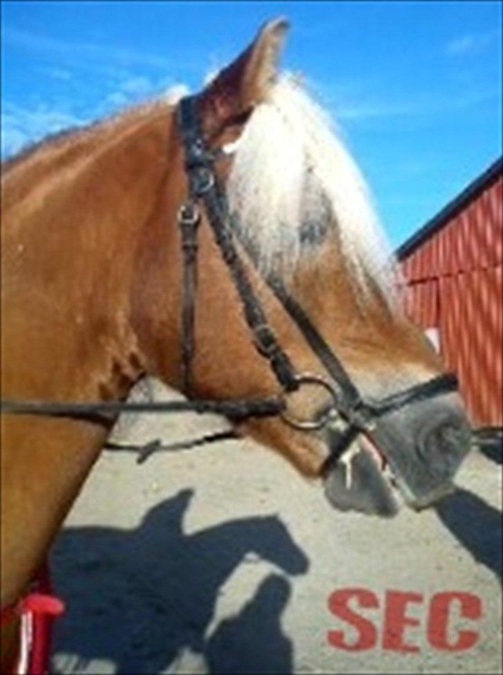 Til Sara Haupt - FOTO: Sarah Christiansen billede 82