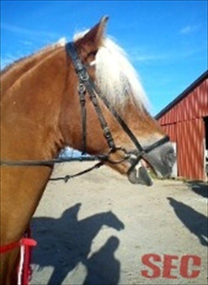 Til Sara Haupt - FOTO: Sarah Christiansen billede 83