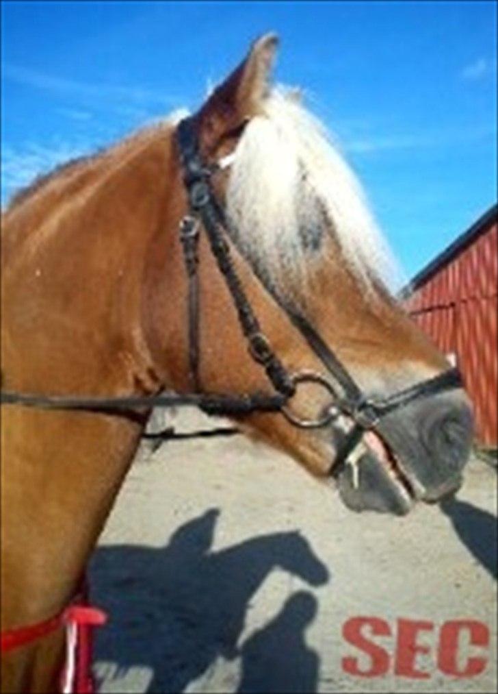 Til Sara Haupt - FOTO: Sarah Christiansen billede 84