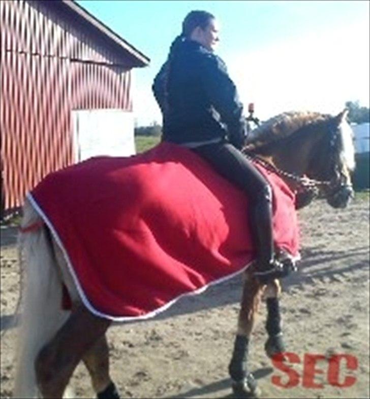 Til Sara Haupt - FOTO: Sarah Christiansen billede 90