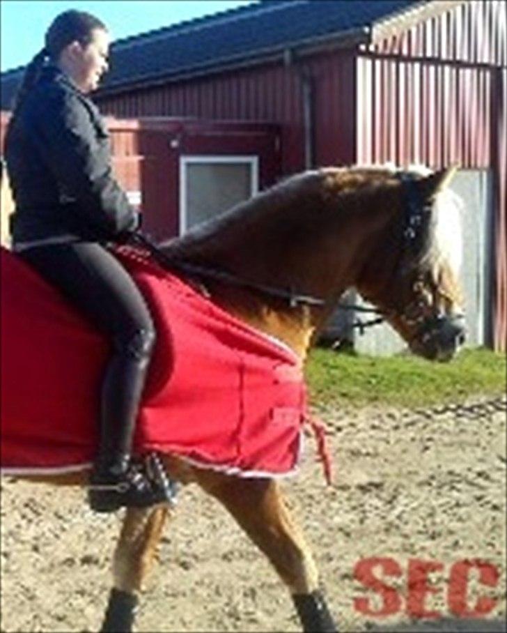 Til Sara Haupt - FOTO: Sarah Christiansen billede 91