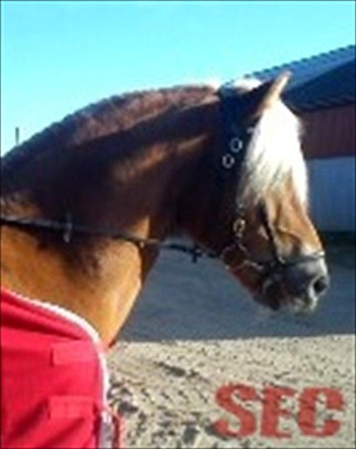 Til Sara Haupt - FOTO: Sarah Christiansen billede 92