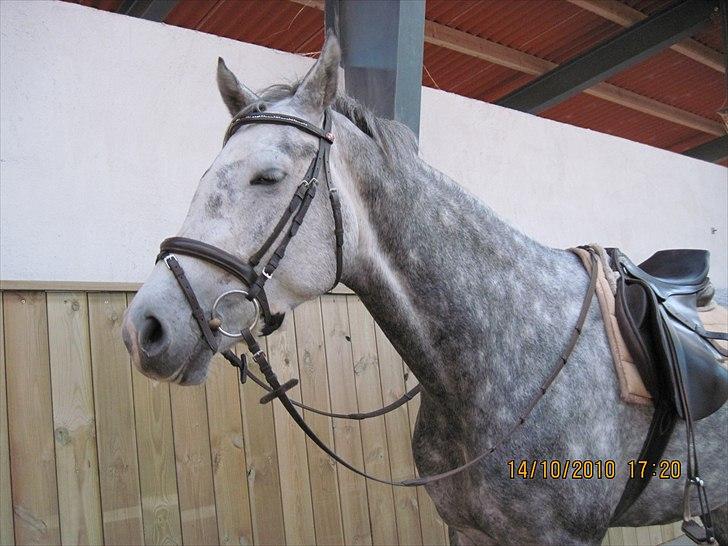 Heste på forårsvej billede 57