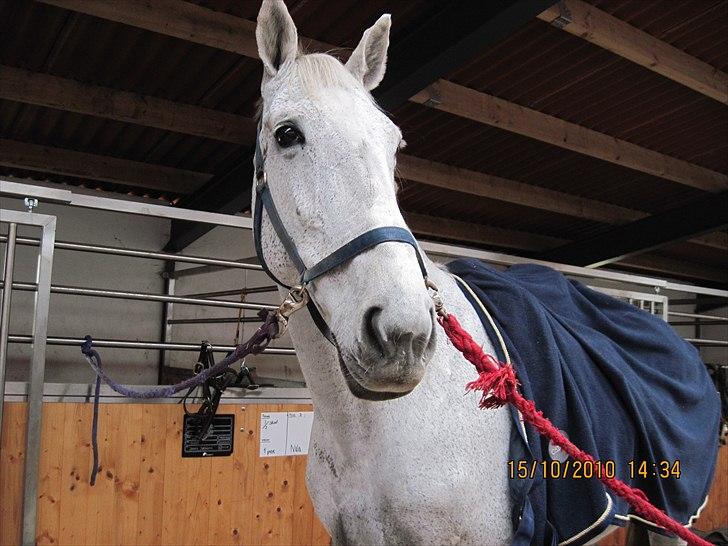 Heste på forårsvej billede 58