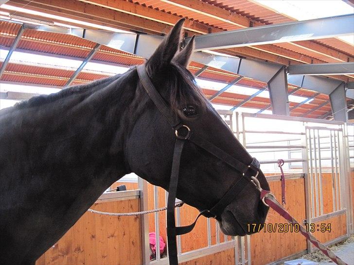 Heste på forårsvej billede 59