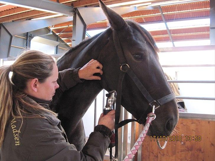 Heste på forårsvej billede 60