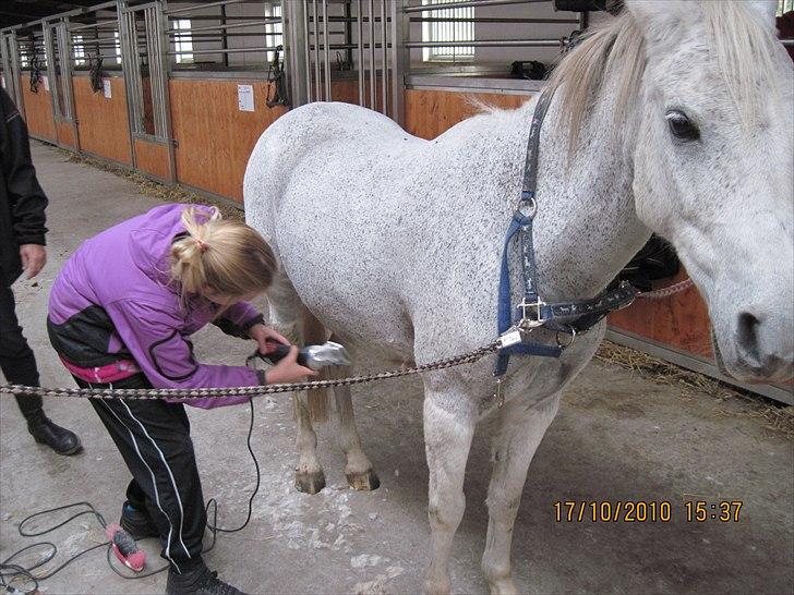 Heste på forårsvej billede 61