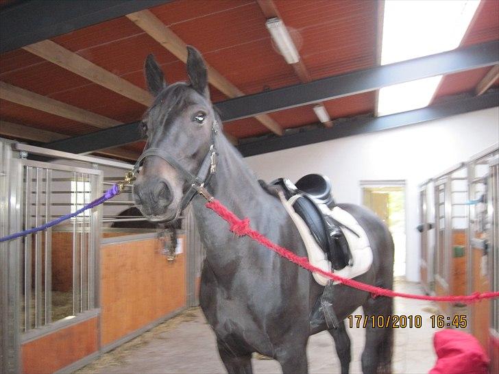 Heste på forårsvej billede 62