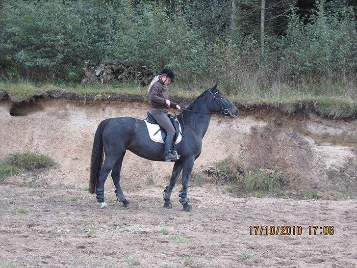 Heste på forårsvej billede 63