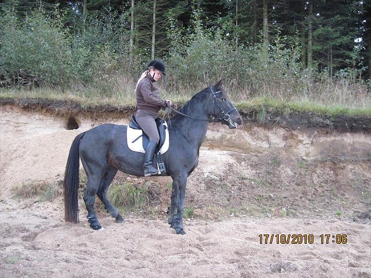 Heste på forårsvej billede 64