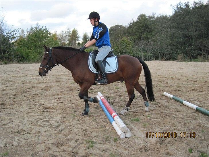 Heste på forårsvej billede 65