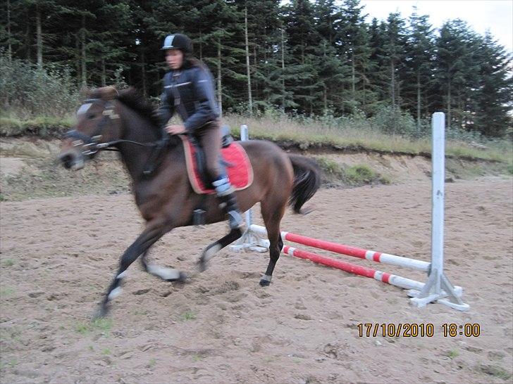 Heste på forårsvej billede 66