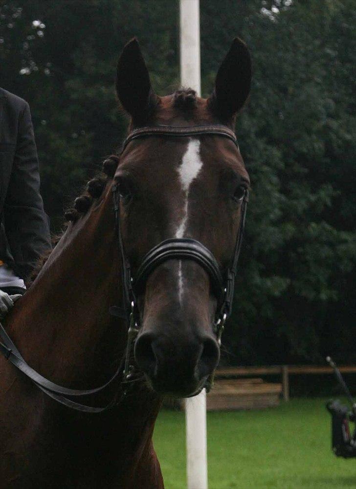 CDI3*  parken 2010 Line Grubak og Zorina Z billede 11
