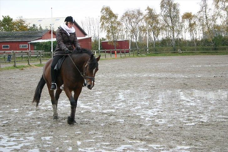 Ridning af den lille fede billede 13