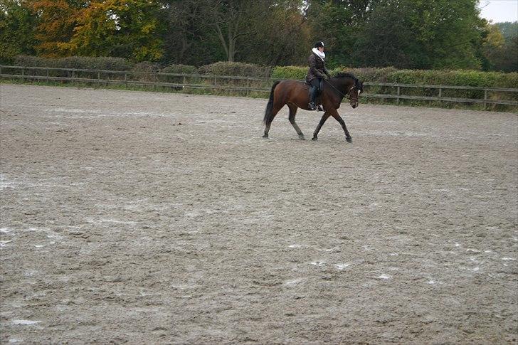 Ridning af den lille fede billede 14