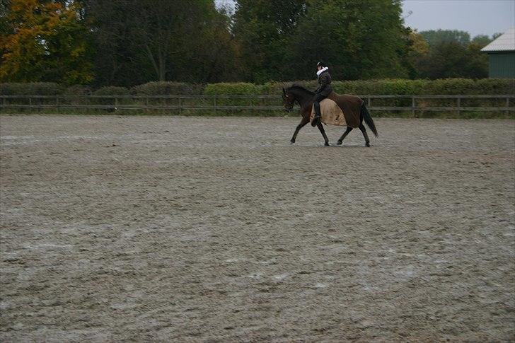 Ridning af den lille fede billede 24