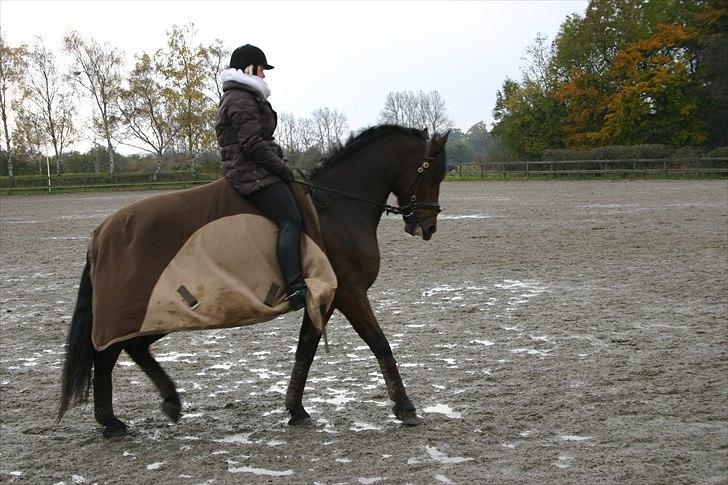 Ridning af den lille fede billede 25