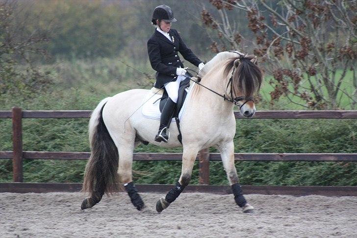 Stævne I Glamsbjerg rideklub billede 10