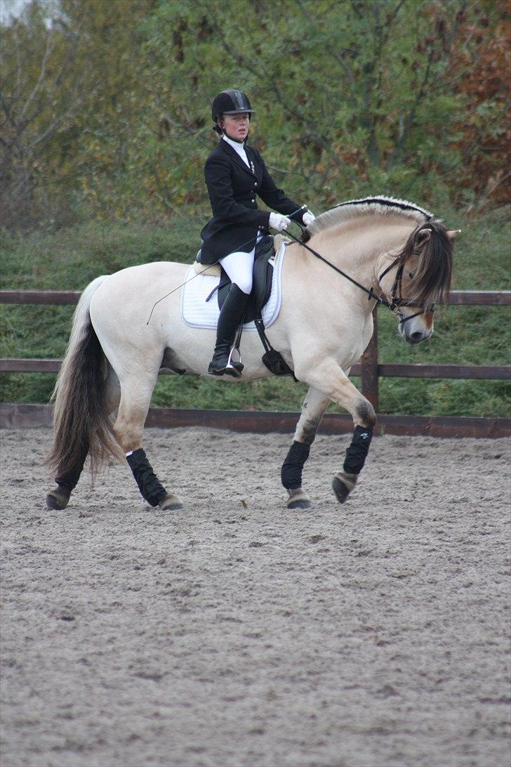 Stævne I Glamsbjerg rideklub billede 13