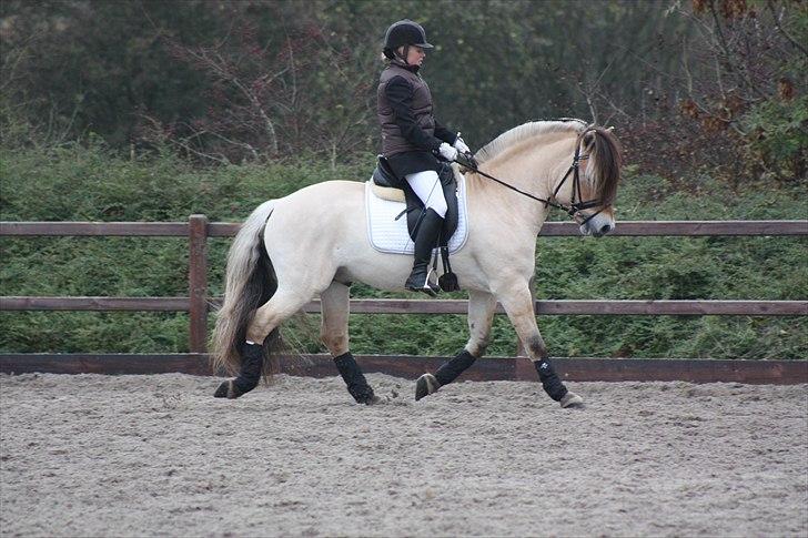 Stævne I Glamsbjerg rideklub billede 16