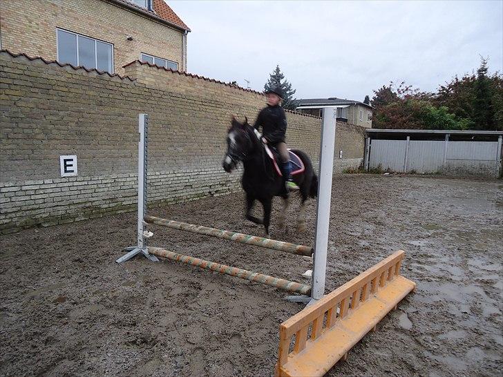 Løve og Bou billede 5