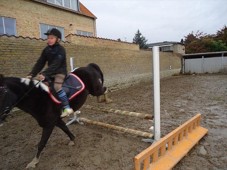 Løve og Bou billede 6