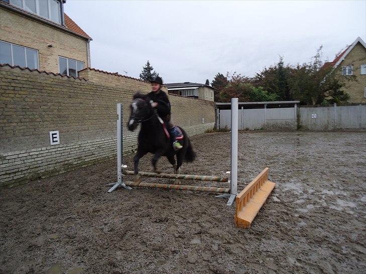 Løve og Bou billede 9