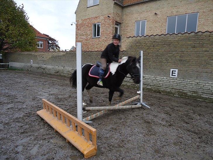 Løve og Bou billede 13