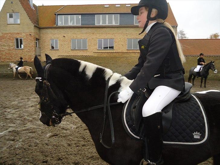 Løve og Bou billede 16