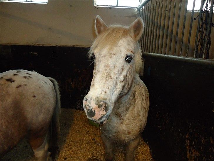 Løve og Bou billede 17
