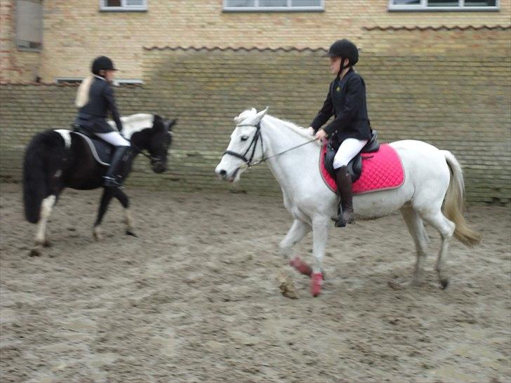 Løve og Bou billede 18