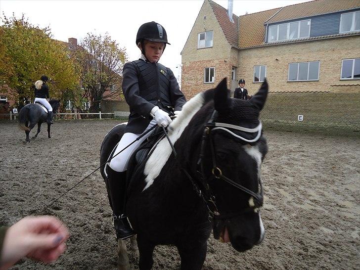 Løve og Bou billede 19