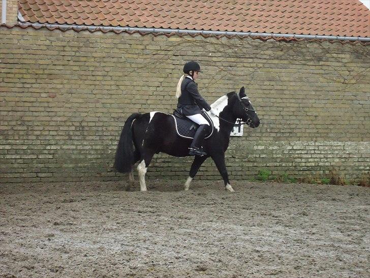 Løve og Bou billede 20