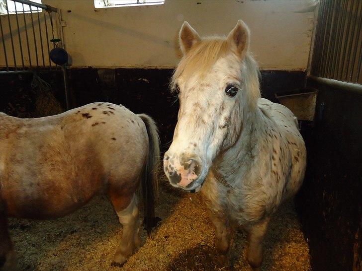 Løve og Bou billede 21