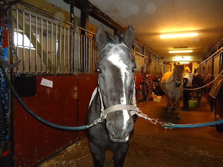 Løve og Bou billede 22