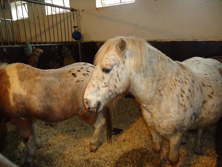 Løve og Bou billede 23