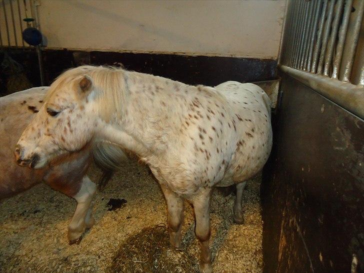 Løve og Bou billede 24