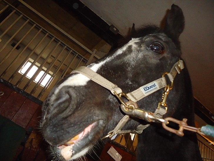 Løve og Bou billede 25