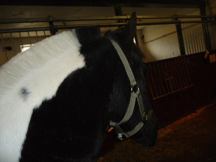 Løve og Bou billede 26