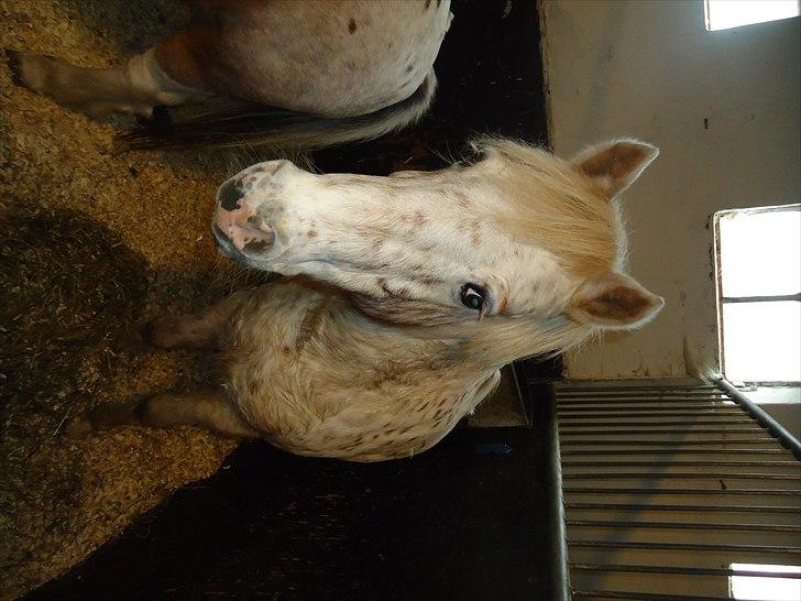 Løve og Bou billede 29