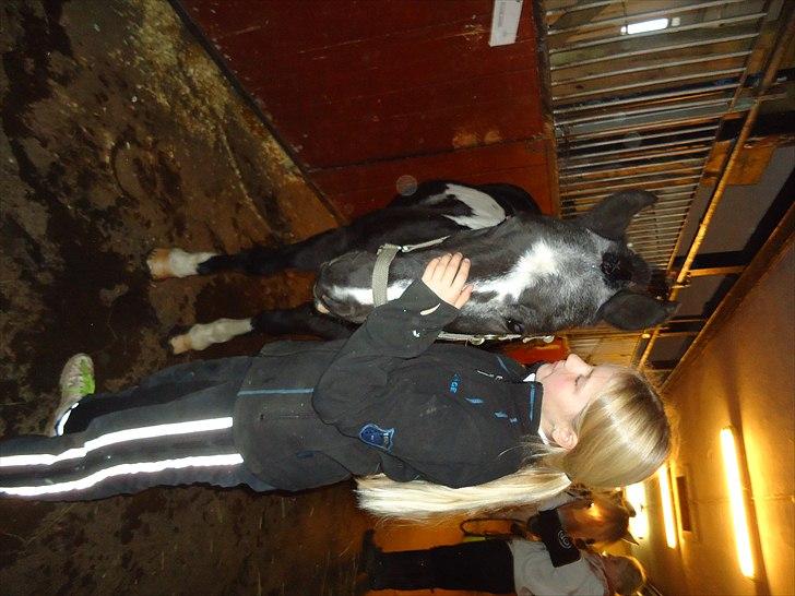 Løve og Bou billede 30