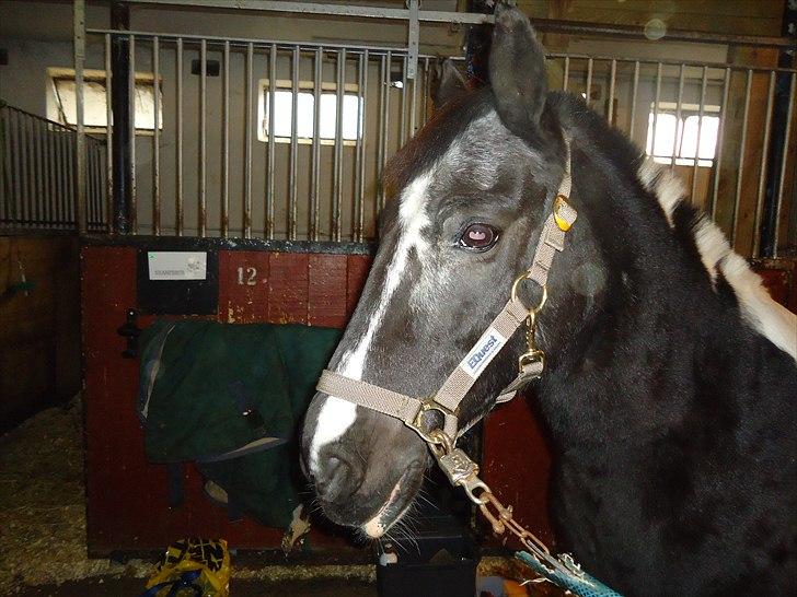 Løve og Bou billede 31