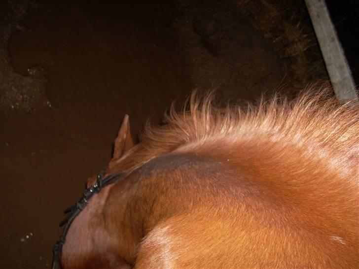 Til Ditte min skat <3 billede 1