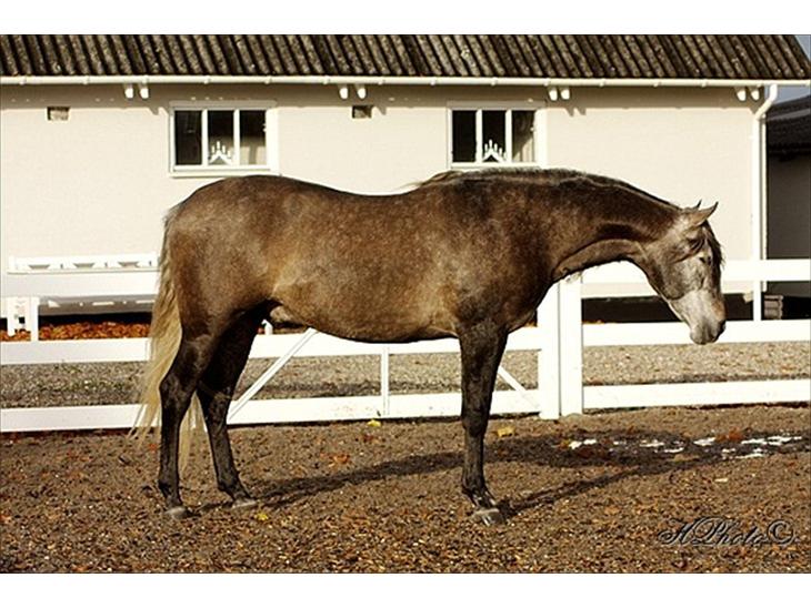 {{currentPhoto.altText}} billede {{currentPhoto.number}}