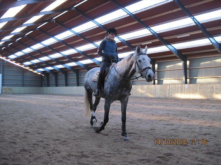 Heste på forårsvej billede 68