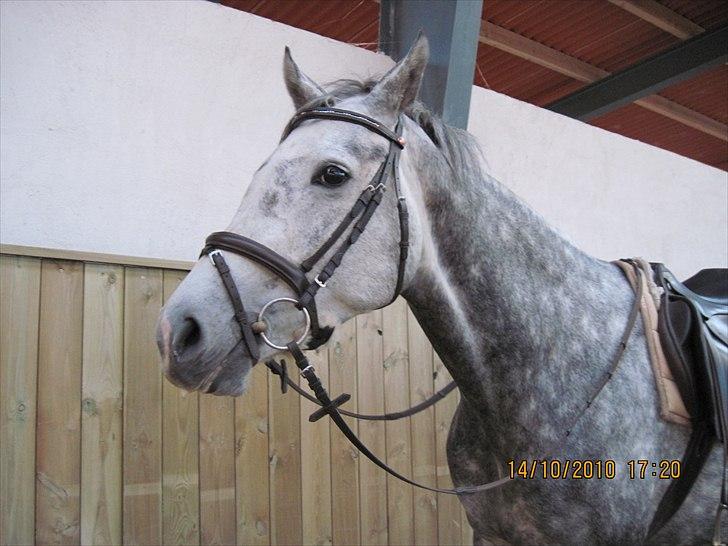 Heste på forårsvej billede 69