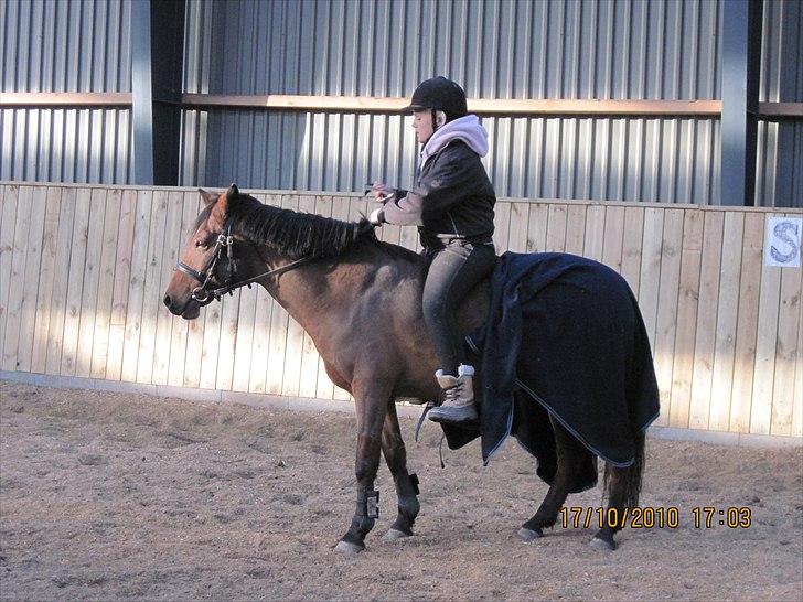 Heste på forårsvej billede 70