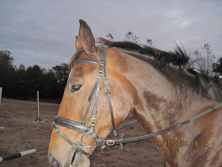 Heste på forårsvej billede 72